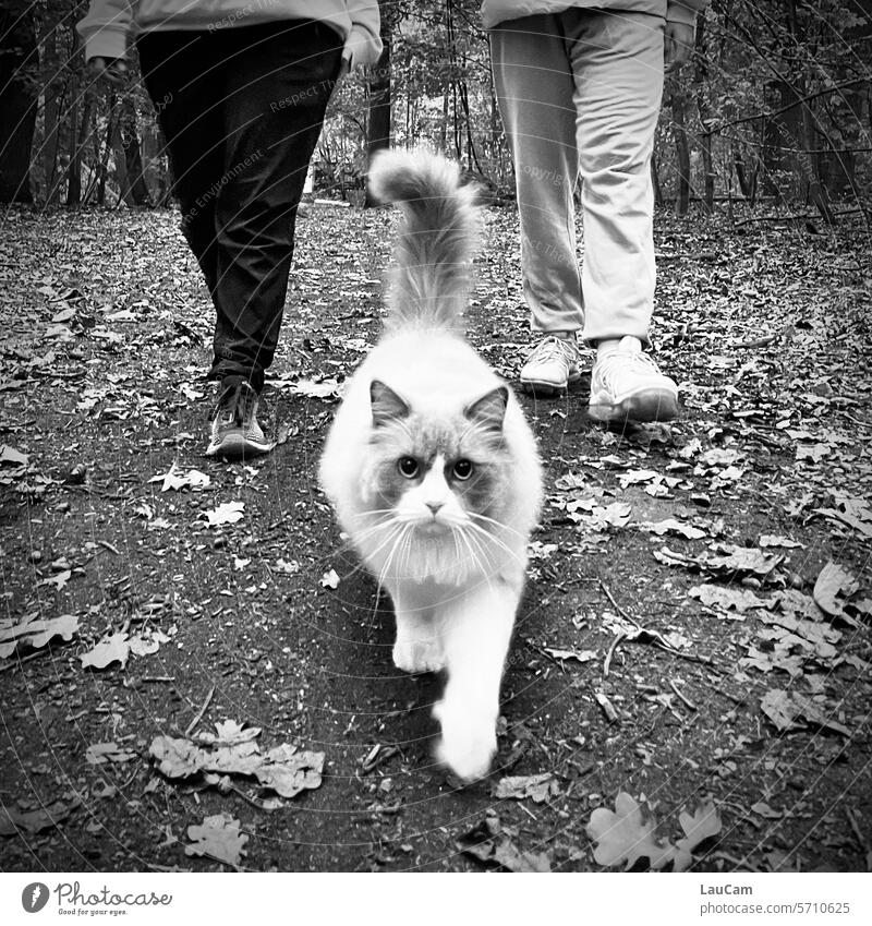Paw Patrol - Waldspaziergang mit Kater Katze Haustier Spaziergang vorangehen Tierporträt Blick Führungskraft Hauskatze Tierliebe Schnurrhaar kuschlig