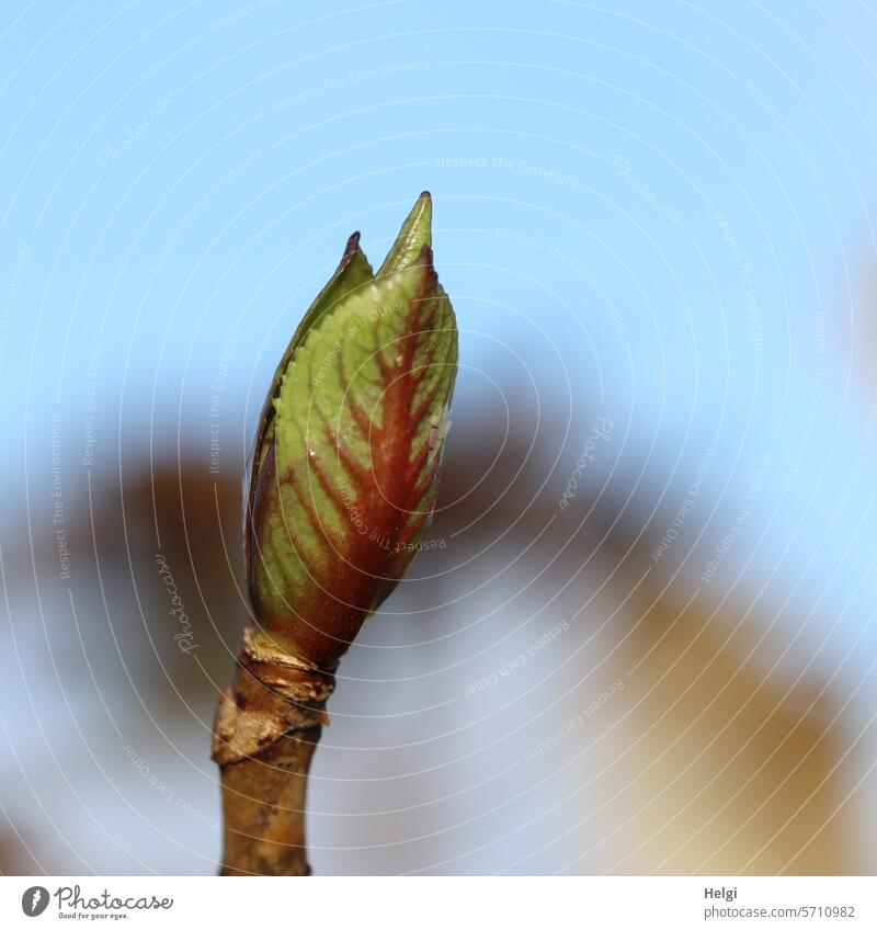 Frisches Grün einer Hortensie Blatt Stenfel Austrieb Schärfe Unschärfe Vorfrühling Himmel Schönes Wetter Pflanze Außenaufnahme Natur Farbfoto Menschenleer Braun