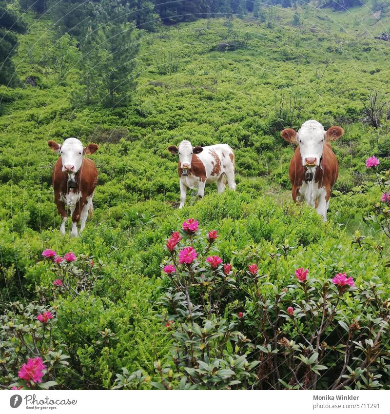 Drei junge Kühe mit Almrausch Kuh Kuhglocke Kalb Alpenrose Tier Tiergruppe Nutztier Almwirtschaft Natur Rind Rinderhaltung Farbfoto Weide