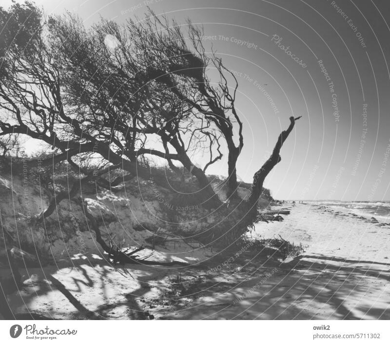 Vom Winde zerzaust Sträucher Baum Pflanze Himmel Wolken Weststrand Darß Windflüchter Sturmschaden Holz Küste Ostsee Idylle Landschaft Sand Natur Umwelt