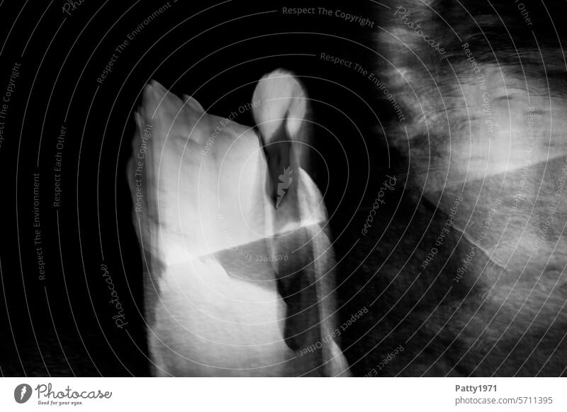 Schwan in abstrakter, bewegungsunscharfer ICM-Technik Bewegungsunschärfe Vogel geheimnisvoll dunkel düster abstrakte Fotografie Unschärfe verschwommen Low Key