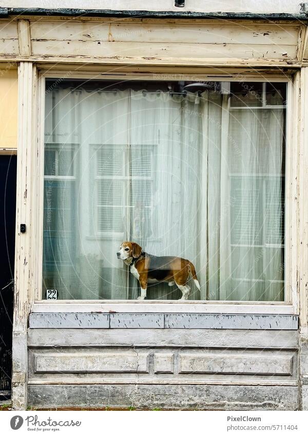 Ein Hund steht hinter einem Fenster Haustier Tierliebe Tierporträt Außenaufnahme Farbfoto Menschenleer Tiergesicht Hundeschnauze Haushund Hundeblick Treue Fell