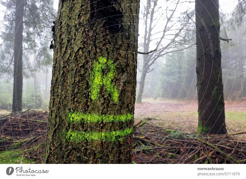 Baum Markierung detail wald forstwirtschaft forstarbeit buchstabe markierung natürliche ressource natur zeichen rückegasse symbolik holz baum baumrinde