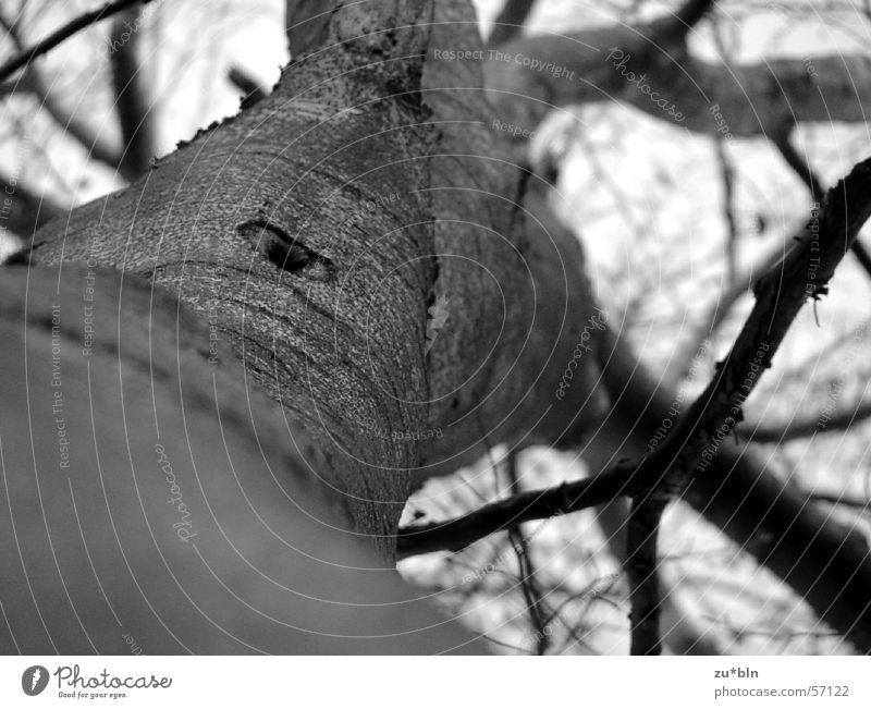 arbol Wald Baum Natur Perspektive