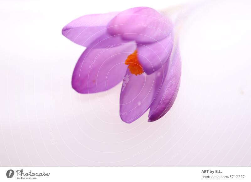 kleines Blümchen lila gelb textfreiraum krokus frühling von oben ins bild blume blüte frühblüher