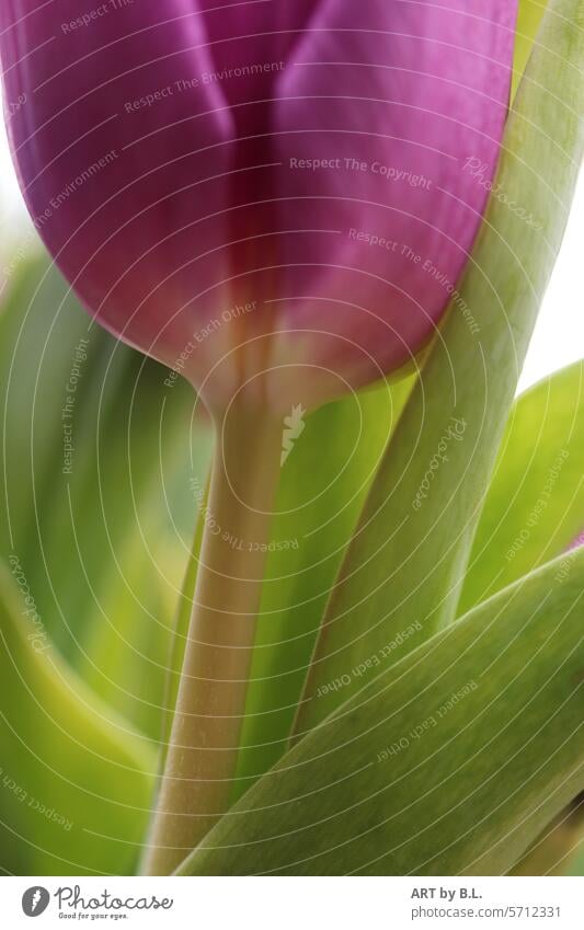 Im Sein geborgen Tulpe ausschnitt blume blüte frühjahr frühblüher frühling lila grün