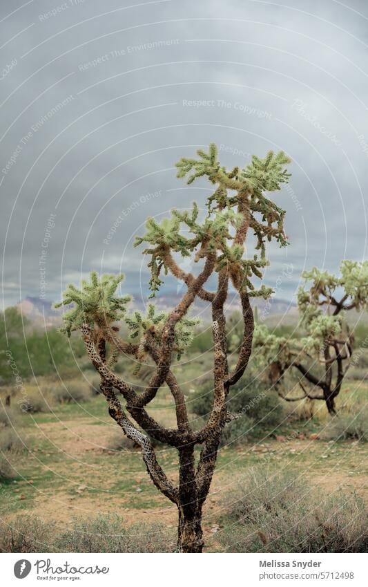 stürmische Wüste Cholla Kaktus gegen stürmische Wüste bewölkten Himmel wüst Wüstenhintergrund Wüstensand Natur Wüstenlandschaft Wüstensturm Gewitterhimmel