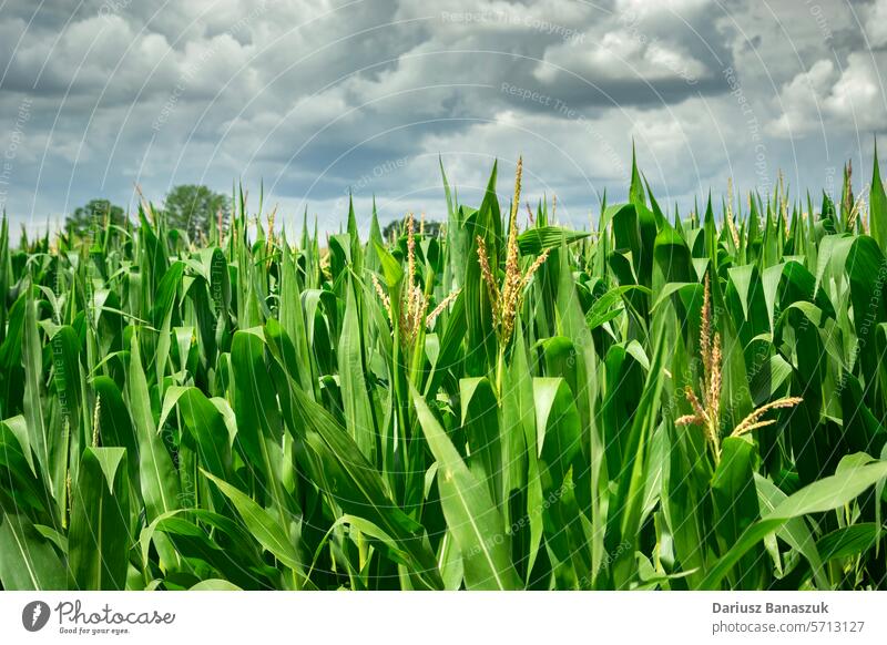 Nahaufnahme von grünem Laub in einem Maisfeld und bewölktem Himmel, Ansicht Juli Blatt Feld ländlich wolkig Ackerbau bedeckt im Freien Sommer Natur Laubwerk