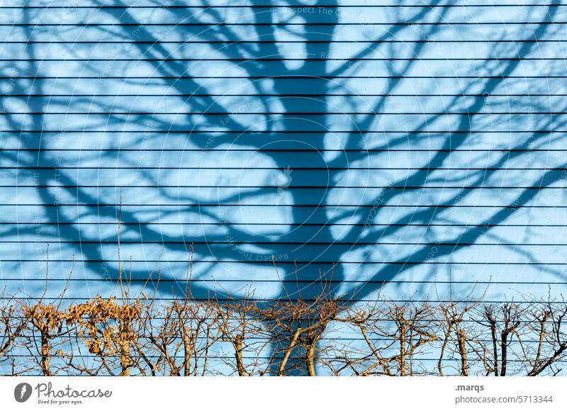 Kahler Schatten Holzwand blau Baum Hecke Garten kahl Frühling Umwelt Sonnenlicht Schönes Wetter Schattenwurf
