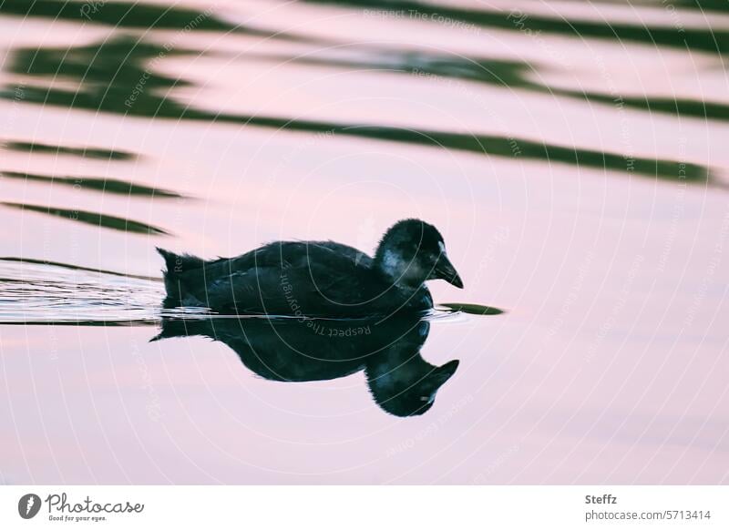 Sumpfhuhn im Abendlicht am See Küken Wasservogel Dämmerlicht Porzana Silhouette rosa Dämmerung Spiegelung Wasserspiegelung stimmungsvoll Seewasser Teich