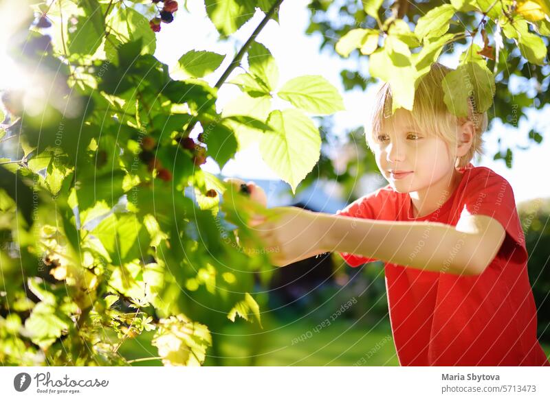 Ein Kind pflückt an einem sonnigen Sommertag Brombeeren im Garten. Das Kind streckt sich und greift nach den reifen Beeren. essen Buchse abholend Strauch