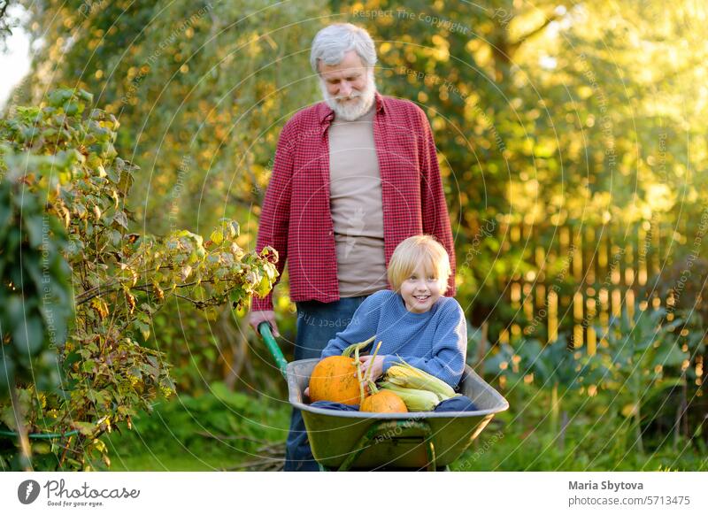 Glücklicher kleiner Junge, der sich in einer Schubkarre vergnügt, die von seinem Großvater im heimischen Garten an einem warmen sonnigen Tag geschoben wird.