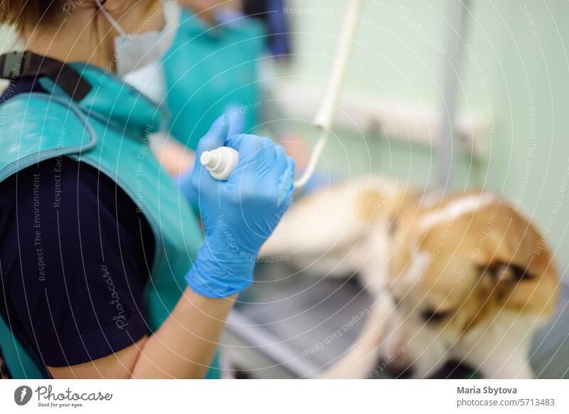 Zwei Tierärzte machen eine Röntgenaufnahme eines großen Hundes während der Untersuchung in der Tierklinik. Gesundheit von Haustieren. röntgen Frau Menschen Mann