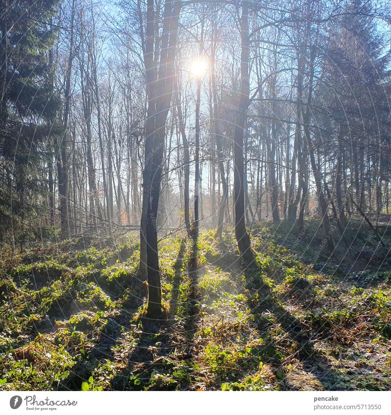 sprichwörtlich | wo viel licht ist, ist auch schatten Licht Sonne Sonnenlicht Sonnenstrahlen Winter Bäume Wald LichtSchatten Landschaft Gegenlicht Umwelt