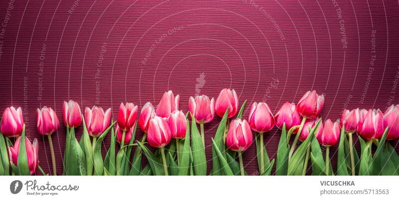 Frühling floral banner Hintergrund mit rosa Tulpe Blumen geblümt Transparente Borte Rahmen Top Overhead Frauentag Muttertag Valentinstag oben Natur oben schön