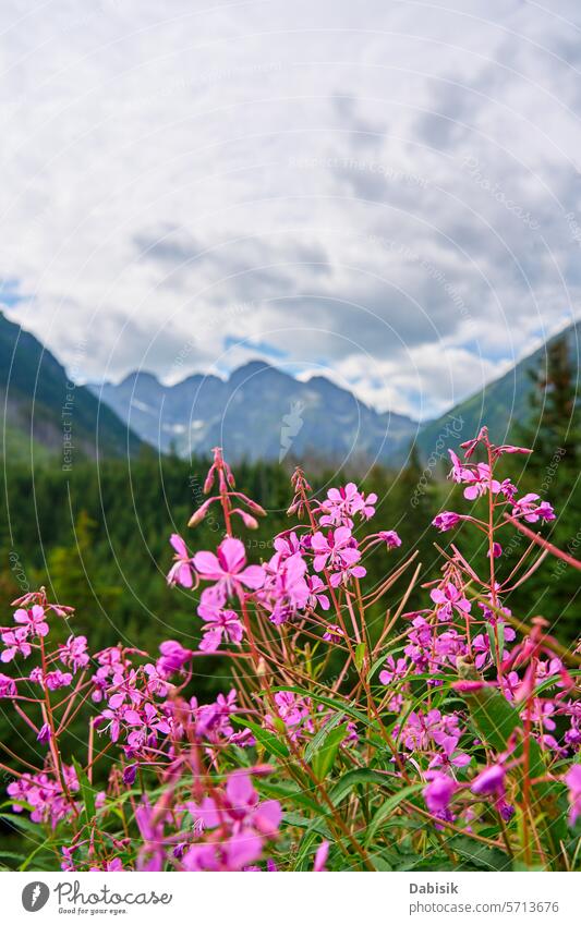 Rosa Blumen im Vordergrund mit Scenic Morskie Oko Mountain Range Hintergrund rosa Berge u. Gebirge Natur malerisch Ambitus Landschaft Abenddämmerung reisen