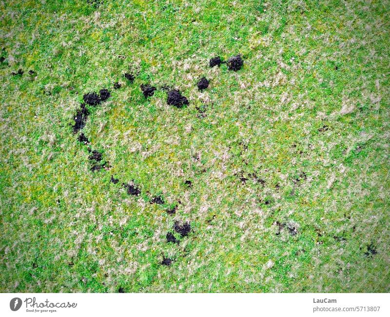 halbherzig - unvollendetes Werk eines verliebten Maulwurfs Maulwurfshügel Wiese Natur grün braun Kunstwerk Spur Maulwurfshaufen Maulwurfgang Erde Gras Tier Feld