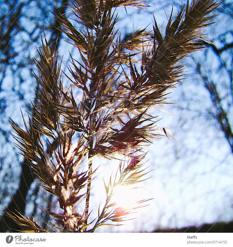 eine Pflanze im warmen Sonnenlicht am kalten Frühlingstag Gras Wildpflanze warmes Licht Lichteinfall Gegenlicht blau kalter Frühling Frühlingsanfang