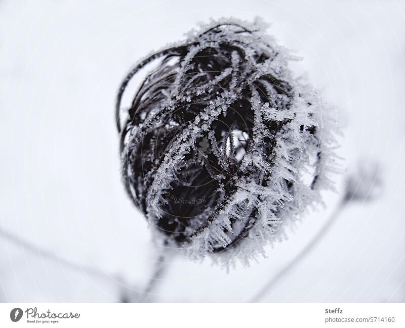 eine kleine vertrocknete Blüte im Winter Frost Raureif frostbedeckt Raureif bedeckt frostig frieren winterlich Winterkälte Raureifbelag Raureifkristalle