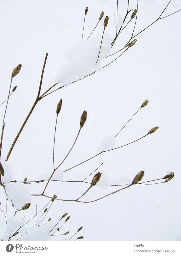 Schleierkraut im Winter schneebedeckt Schneehäubchen verschneit Gipskraut im Schnee kalt Kälte winterlich Winterkälte frieren Schneedecke vertrocknete Pflanze