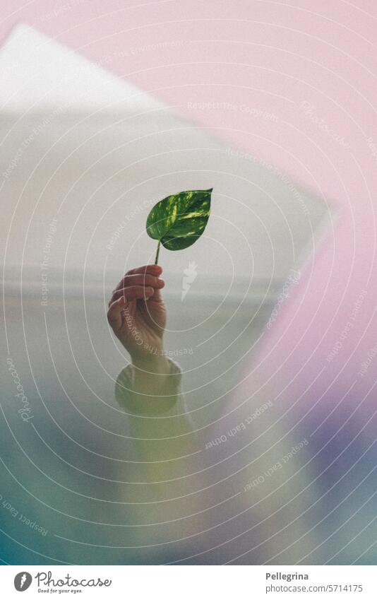 blattgrünrosa pflanze hand finger spiegel haltend sanft leise spiegelung umwelt wachsen
