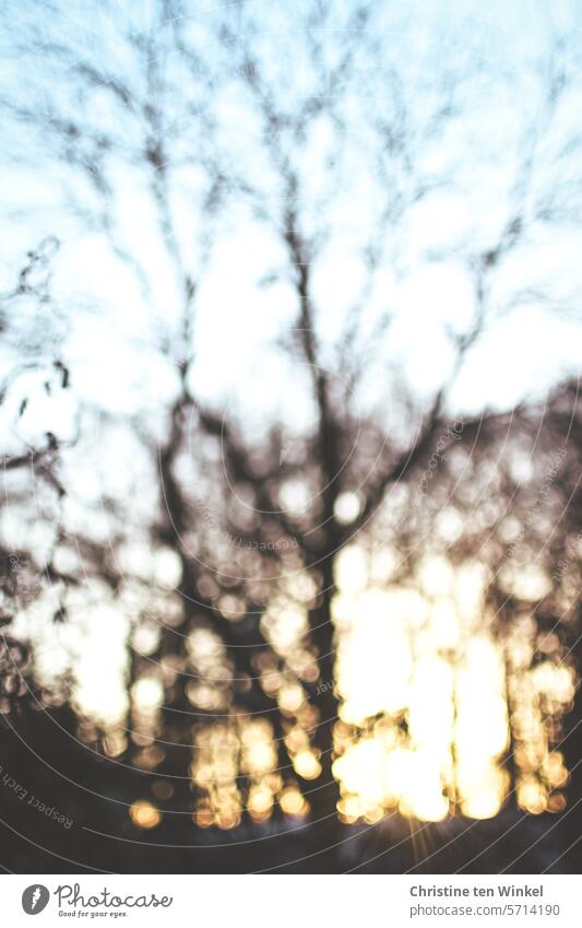 ein kahler Baum im Gegenlicht der untergehenden Wintersonne Sonnenlicht Himmel Silhouette Natur Strukturen & Formen Reflexion & Spiegelung abstrakt
