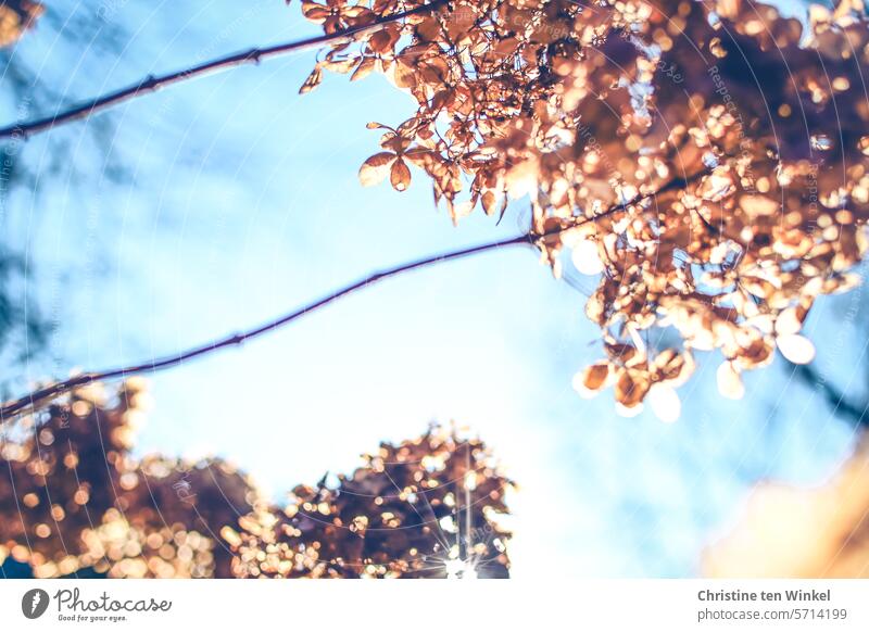 vertrocknete Hortensienblüten im Gegenlicht vor blauem Winterhimmel verblüht Vergänglichkeit Natur Herbst Hydrangea Schwache Tiefenschärfe Unschärfe Kontrast