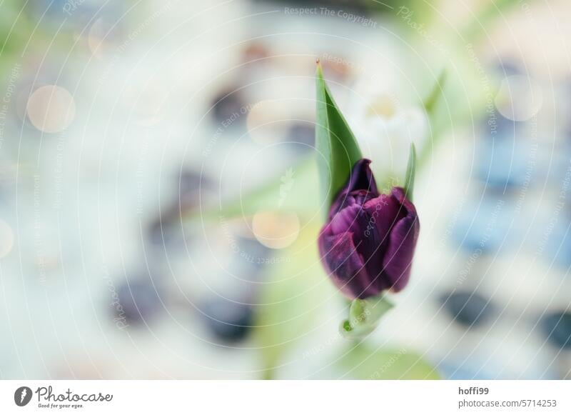 lila Tulpe vor abstraktem frühlingshaften Hintergrund lila Tulpen Bokeh Hintergrund Bokeh abstrakt Unschärfe Licht verschwommen bokeh lichter Bokeh-Effekt