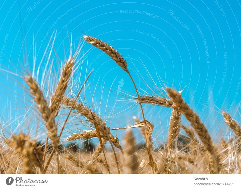 Ährchen aus Weizen auf einem Feld auf einem Bauernhof vor dem Hintergrund eines klaren blauen Himmels Ukraine Ackerbau Agrarwirtschaft Agronomie Herbst Verbot