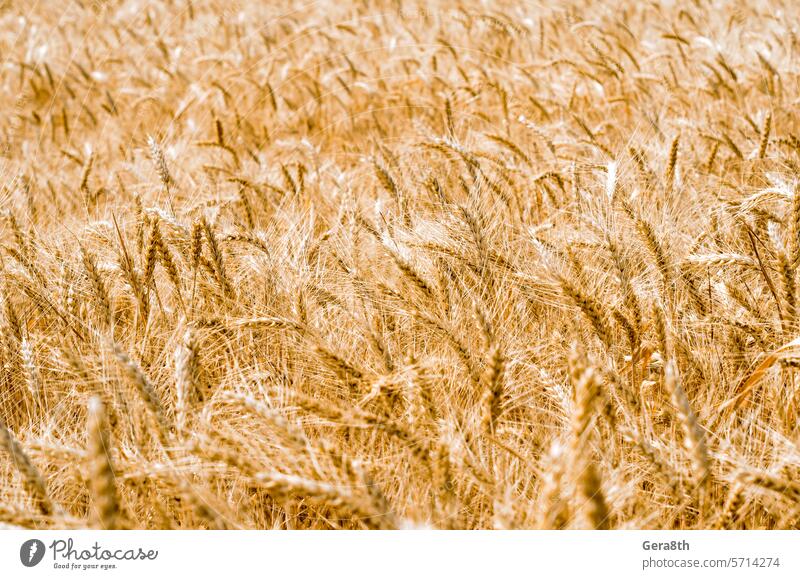 Muster der Weizenähren auf dem Feld Ukraine Ackerbau Agrarwirtschaft Agronomie Herbst Verbot Unschärfe verschwommen Botanik bowery hell braun Ernte Embargo