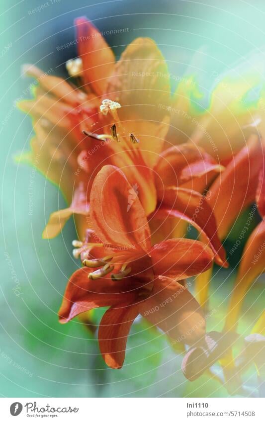 Blüten der Garten-Montbretie Pflanze Blume Staude Knolle Montbretien Sternschnuppen Crocosmia Sorten trichterförmig Blütenfarbe Leuchtkraft orange gelb rot