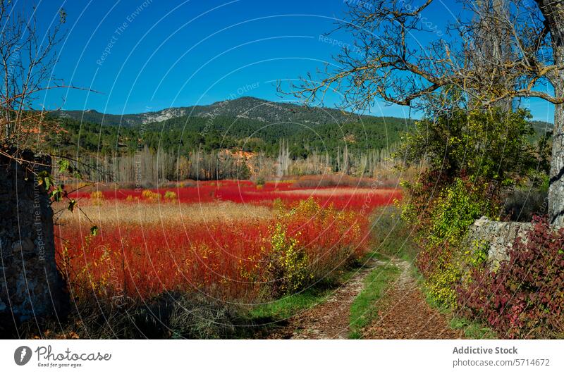 Ein ruhiger Weg, der durch die auffallend roten Weidenfelder von Cuenca führt, mit blattlosen Pappeln und einem Berghintergrund unter einem klaren Himmel Baum