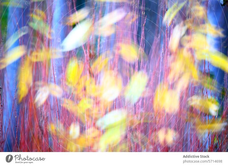 Herbst-Impression: Abstrakter Piktorialismus in der Landschaft abstrakt Malerei Kunst Bäume Blätter farbenfroh Eindruck verschwommen Essenz Natur Laubwerk