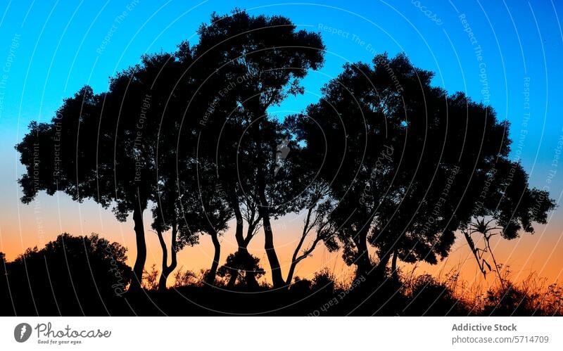Die Silhouette von Bäumen und einer Gottesanbeterin (Empusa pennata) vor einem Dämmerungshimmel Baum Sonnenuntergang Himmel Abenddämmerung Steigung blau orange