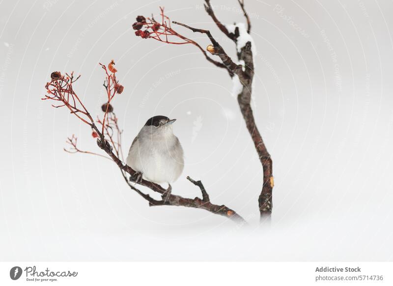 Gelassener Vogel auf einem Beerenzweig im Winter Ast Schnee ruhig friedlich Natur Tierwelt gehockt Gelassenheit Hintergrund kalt unverhüllt rot weiß frostig