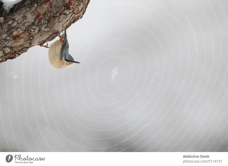 Kleiber klammert sich an eine frostige Baumrinde Vogel Rinde anhänglich winterlich Hintergrund Tierwelt Natur Feder Schnabel im Freien verschneite Winter kalt
