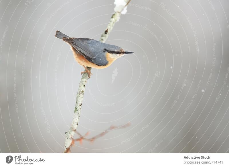 Kleiber auf einem Ast in einer Winterlandschaft Vogel Schnee Schneeflocke Tier Tierwelt Natur gehockt grau Hintergrund fallend filigran eurasisch sitzen weich