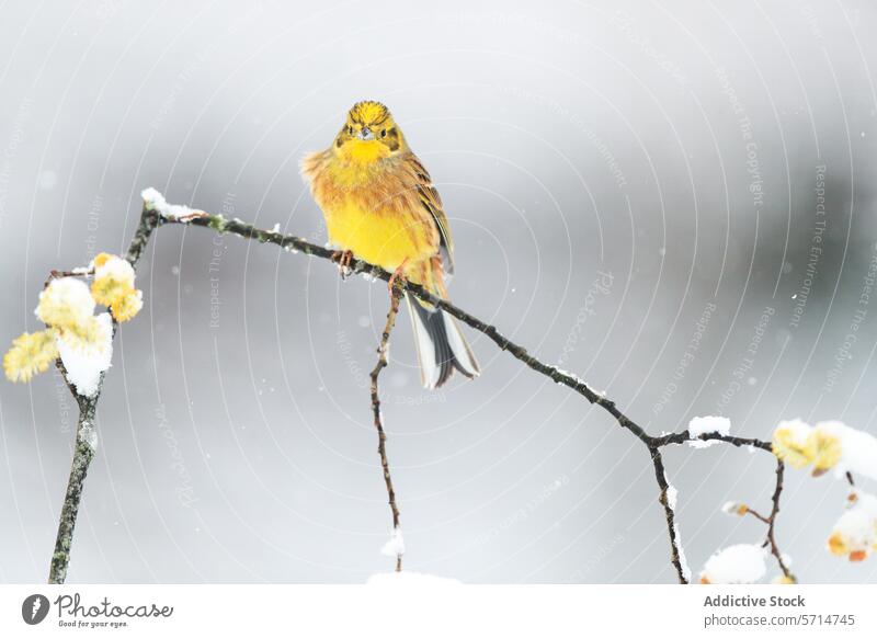 Gelber Vogel auf einem verschneiten Zweig im Winter gelb Schnee Ast Blütezeit Frost grau Hintergrund pulsierend gehockt Natur Tierwelt kalt Saison geblümt
