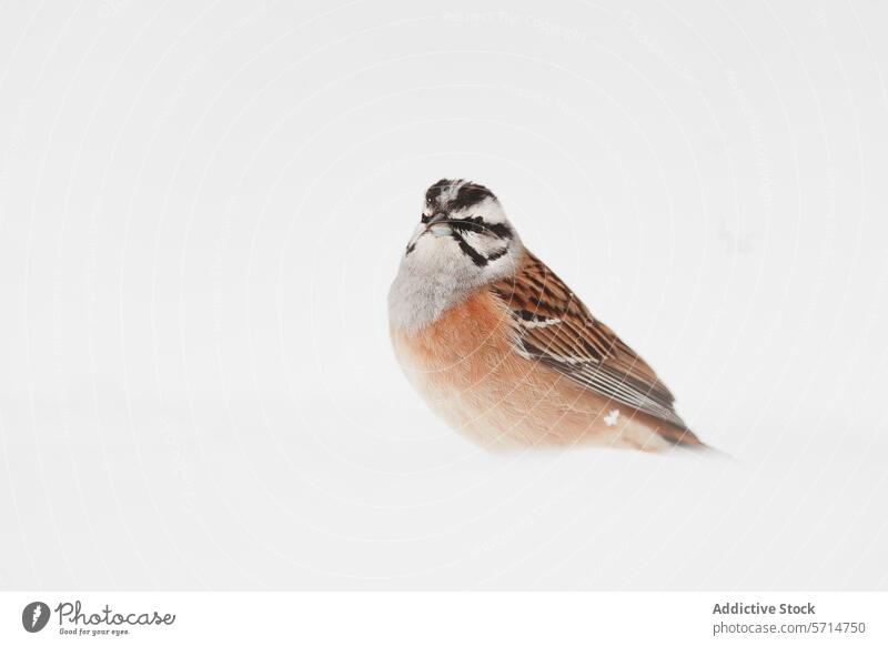 Eleganter Spatz auf einem nahtlosen weißen Hintergrund Vogel Tierwelt Porträt Natur Minimalismus Ästhetik einsiedlerisch unverdorben übergangslos Schönheit