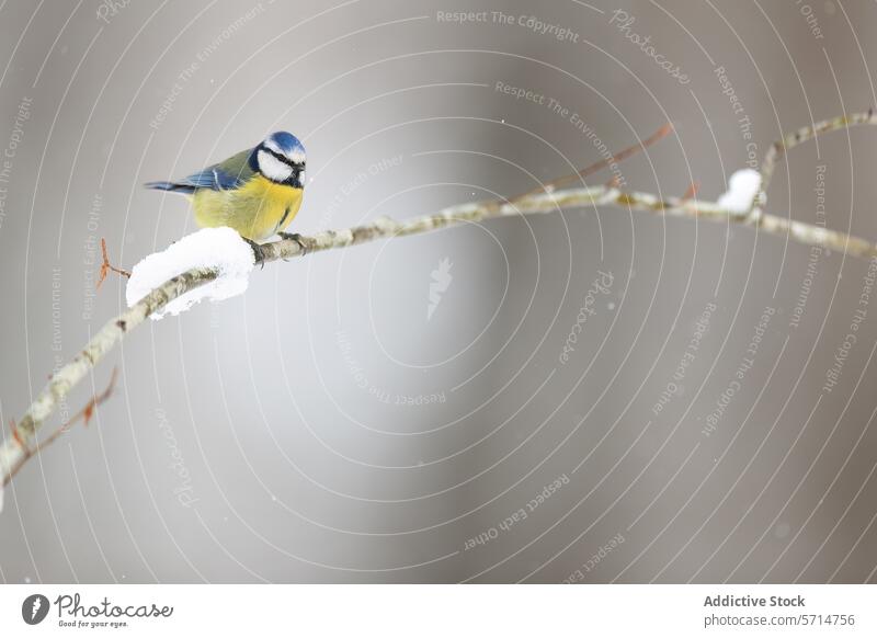 Blaumeise hockt elegant auf einem frostigen Ast Vogel schneebedeckter Ast Frost Natur Tierwelt gehockt grauer Hintergrund Winter pulsierend Gefieder