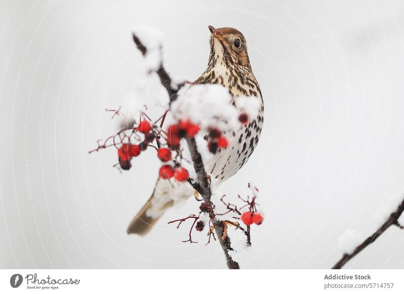Singvogel auf verschneitem Zweig mit Beeren sitzend Vogel Ast rot Schnee Natur Tierwelt Winter bedeckt Himmel gehockt hell weich Punkt weiß Hintergrund Fauna