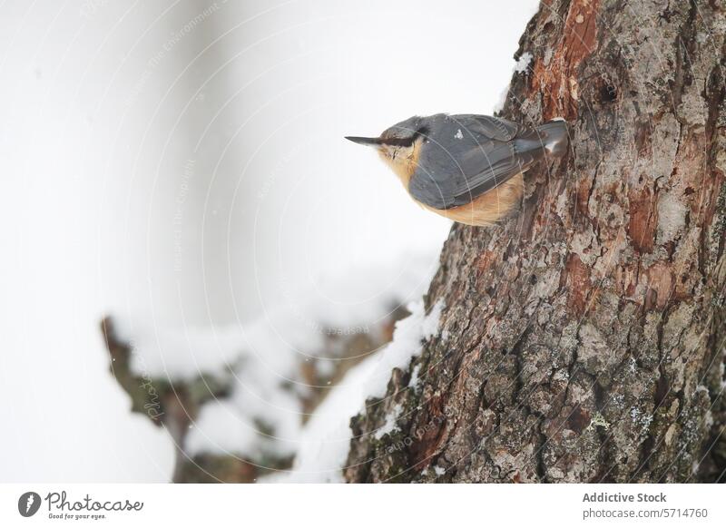 Kleiber auf einem schneebedeckten Baumstamm Vogel Rinde Winter Schnee Natur Tierwelt Feder Schnabel Barsch sich[Akk] anklammern Frost Ruhe kalt wild im Freien