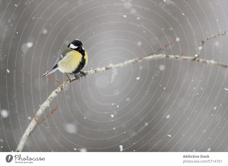 Kohlmeise auf einem Ast im Schnee sitzend Vogel Schneeflocke Tier Natur Winter Tierwelt gehockt ruhig Gelassenheit kalt Wetter Saison im Freien gefiedert Fauna
