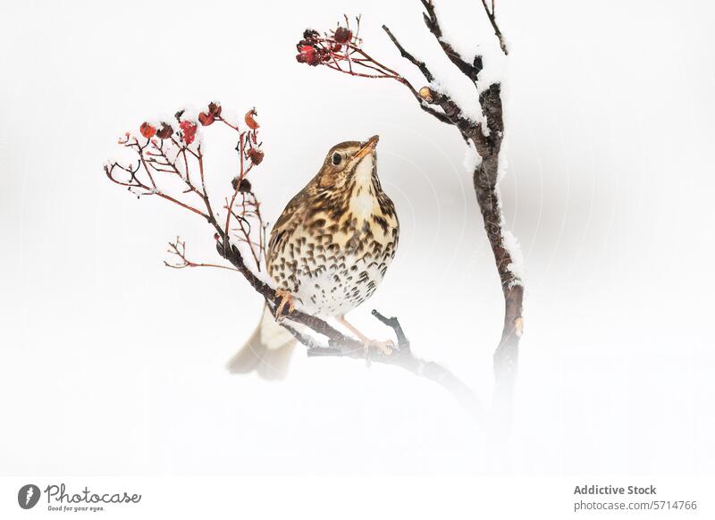 Singvogel auf verschneitem Zweig mit roten Beeren sitzend Ast Schnee weiß Hintergrund Natur Tierwelt Vogel gehockt Winter pulsierend gefleckt kalt Saison