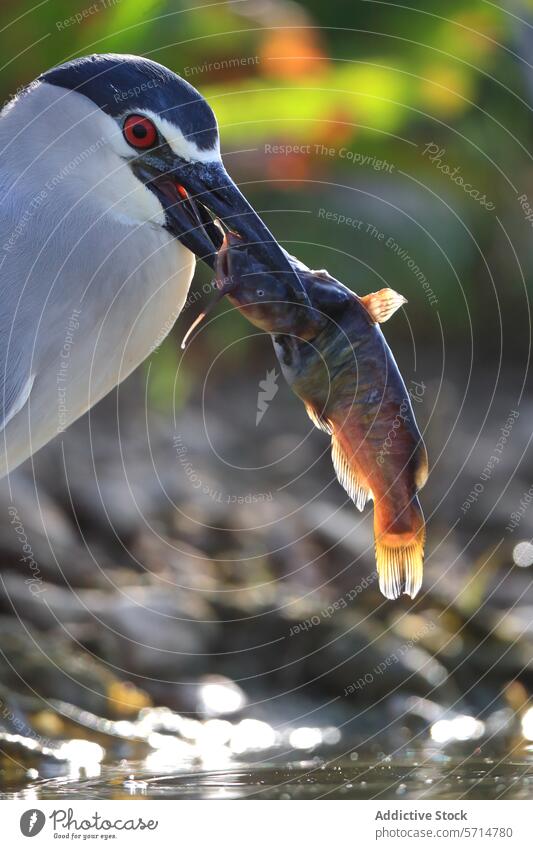 Nachtreiher beim Fischfang in seinem natürlichen Lebensraum Nycticorax nycticorax nycticorax Vogel Tierwelt fangen Schnabel Natur Raubtier füttern Wasser