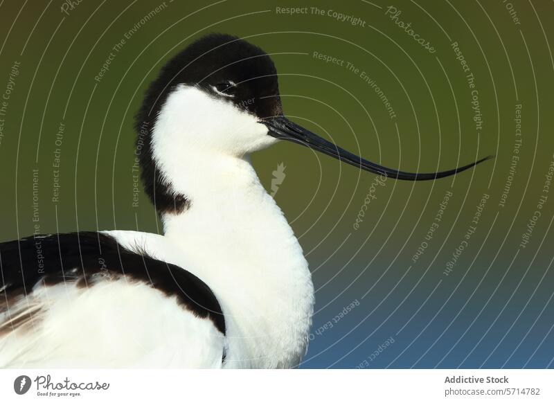 Eleganter Säbelschnäbler in natürlichem Habitat Recurvirostra avosetta Vogel Tierwelt Gefieder Rechnung gekrümmt Schnabel Natur Nahaufnahme schwarz weiß