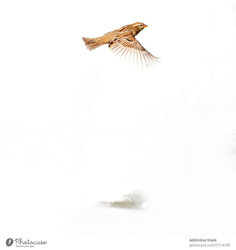 Haussperling im Flug gegen weißen Hintergrund Vogel schweben Flügel weißer Hintergrund vereinzelt Aufstrich fliegen Tierwelt Natur Federn luftig klein braun