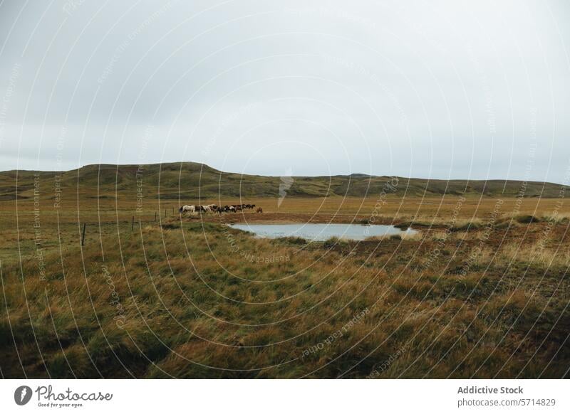 Gelassene isländische Landschaft mit einer Pferdeherde Island Weidenutzung Teich bedeckt Himmel Gelassenheit Natur im Freien reisen ruhig Wiese Gras Feld