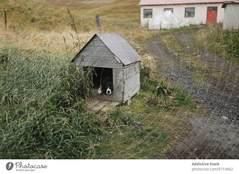 Generiertes Bild Island Hund Hundehütte Bauernhof ländlich Gelassenheit Gras Gehöft rustikal Tier Landschaft ruhig Haustier Treue Wartehäuschen hölzern Natur