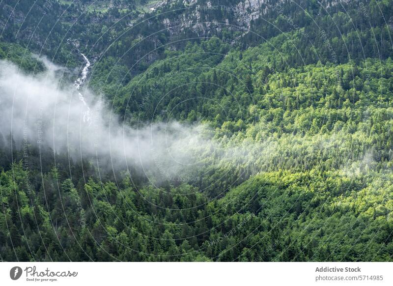 Nebliger Morgen im Bujaruelo-Tal, Huesca, Spanien Odese monte perdido Nationalpark Nebel grün Berghang Natur üppig (Wuchs) Landschaft Wald Waldgebiet